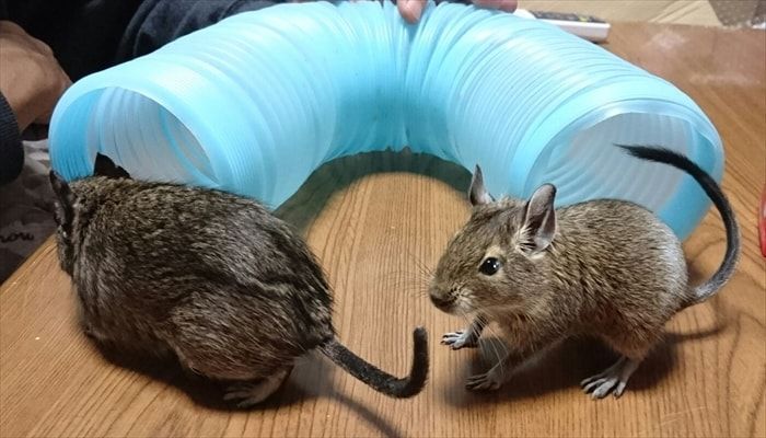 デグーをお迎えする方法 デグーをお迎えする方法