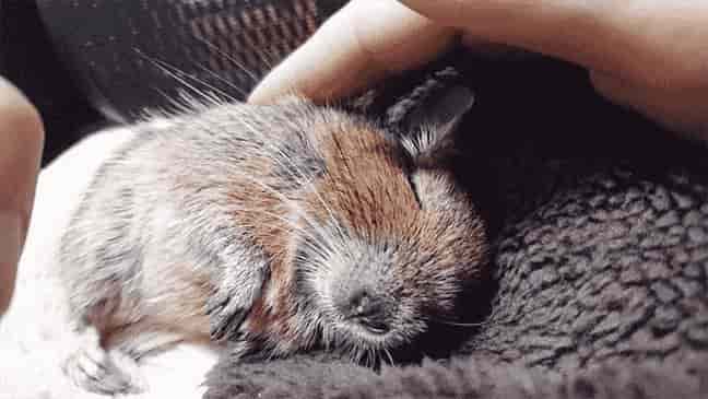 動物病院との相性 動物病院との相性