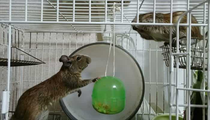 デグーマウス デグーマウス