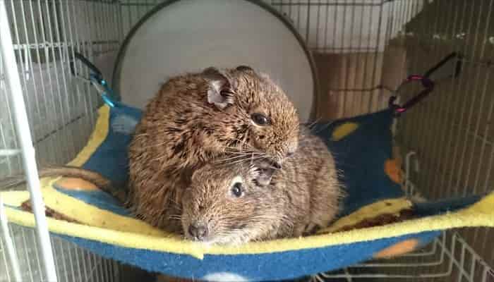 デグーの単頭飼いと多頭飼いについて デグーの単頭飼いと多頭飼いについて