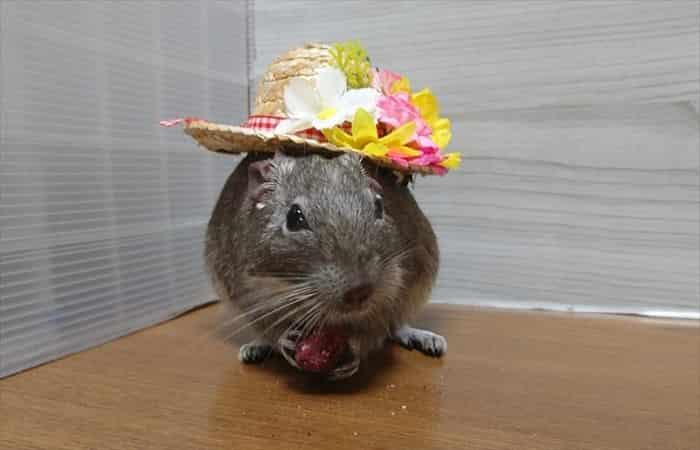 デグーの部屋んぽ