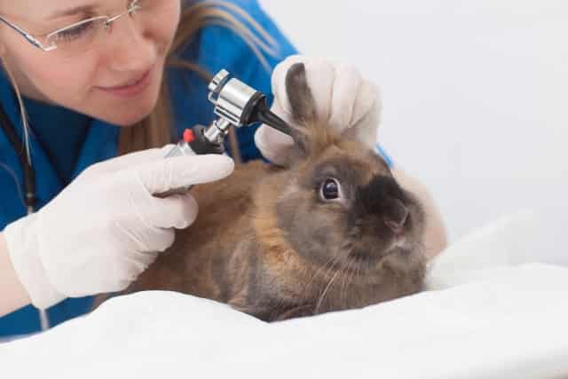 シニアうさぎの介護問題 ペットを最期まで看るということ デグーと暮らすライフスタイル 動物 ペットブログ
