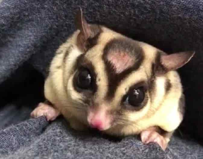 フクロモモンガ フクロモモンガ
