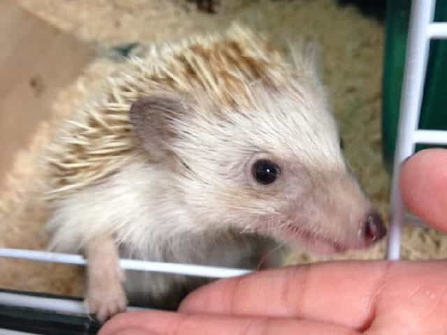 ハリネズミ ハリネズミ