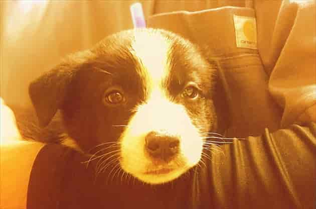 動物の未来のために