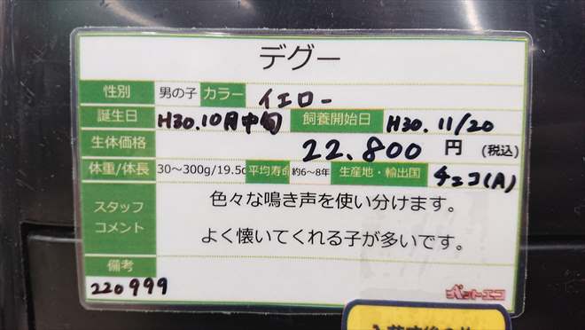 デグーの値段