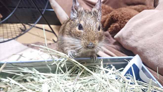 デグーの飼育