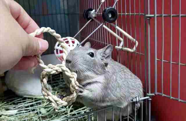 チモシー製のおもちゃで遊ぶデグー チモシー製のおもちゃで遊ぶデグー