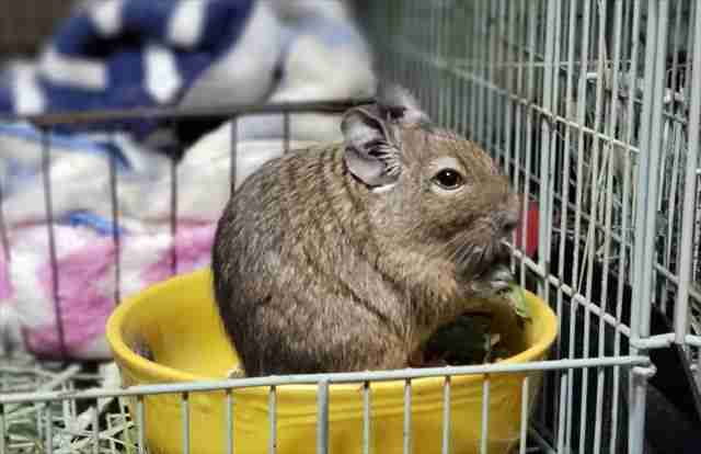 デグーが牧草を楽しんで食べるように" デグーが牧草を楽しんで食べるように