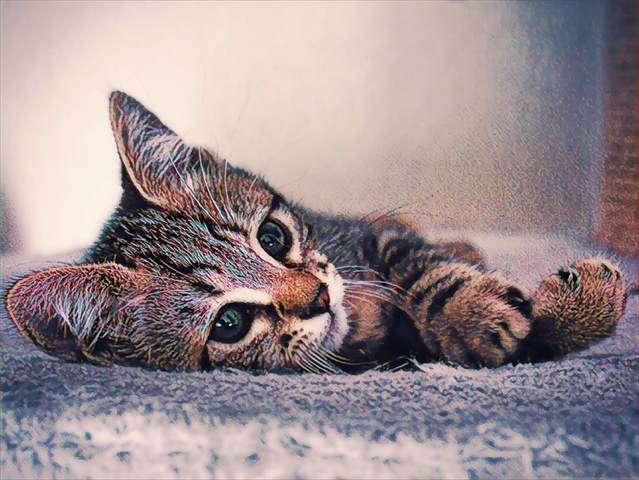 猫 猫