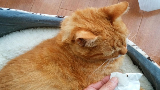 カンファペットと猫