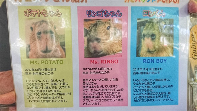カピバラ カピバラ