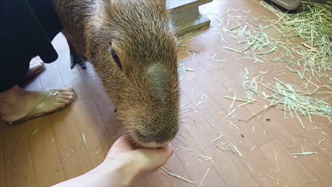 カピバランドPUIPUI カピバランドPUIPUI
