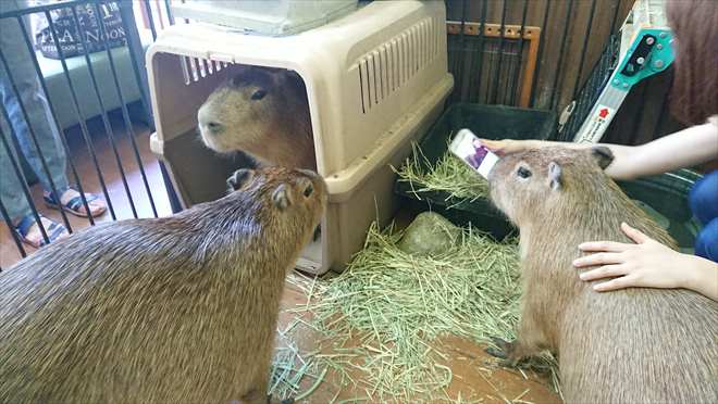 カピバランドPUIPUI カピバランドPUIPUI
