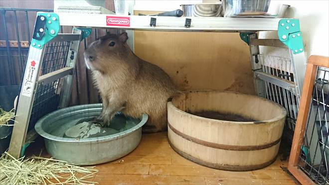 カピバランドPUIPUI カピバランドPUIPUI