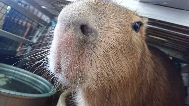カピバランドPUIPUI カピバランドPUIPUI