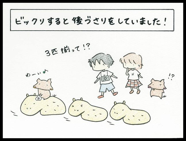 カピバランドPUIPUI カピバランドPUIPUI