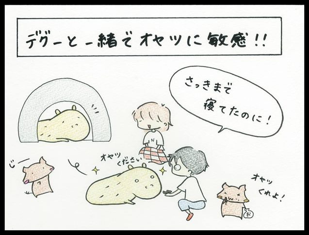 カピバランドPUIPUI カピバランドPUIPUI