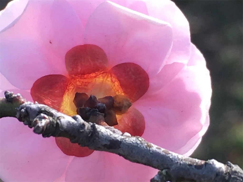 f:id:tosakacika:20190210232438j:image