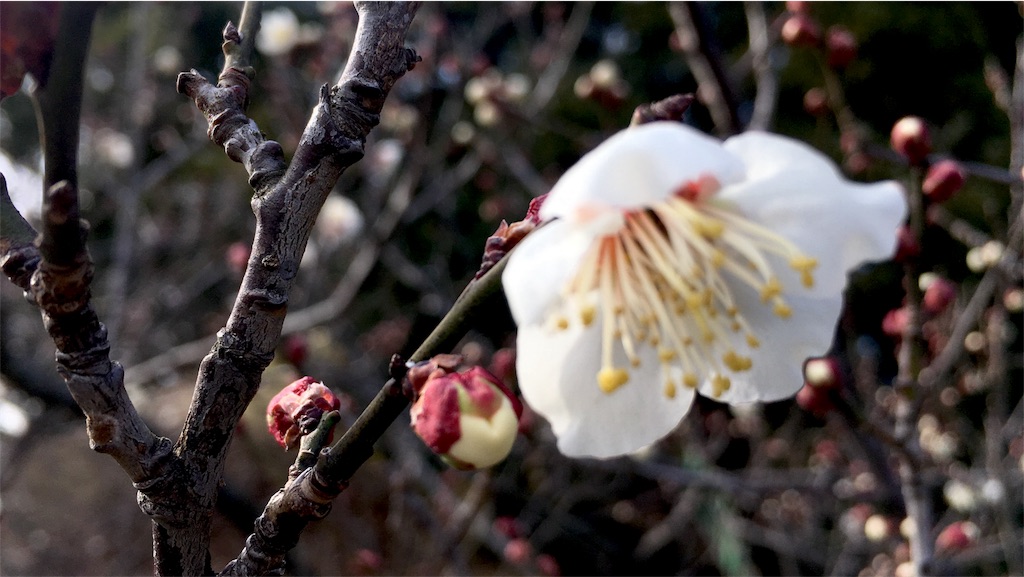 f:id:tosakacika:20190210232547j:image