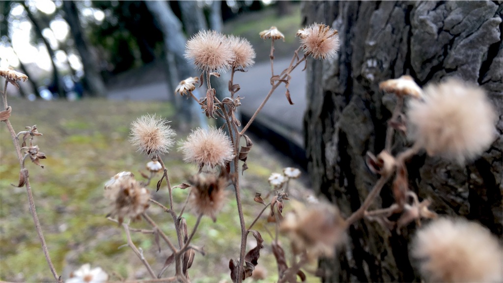 f:id:tosakacika:20190210232612j:image