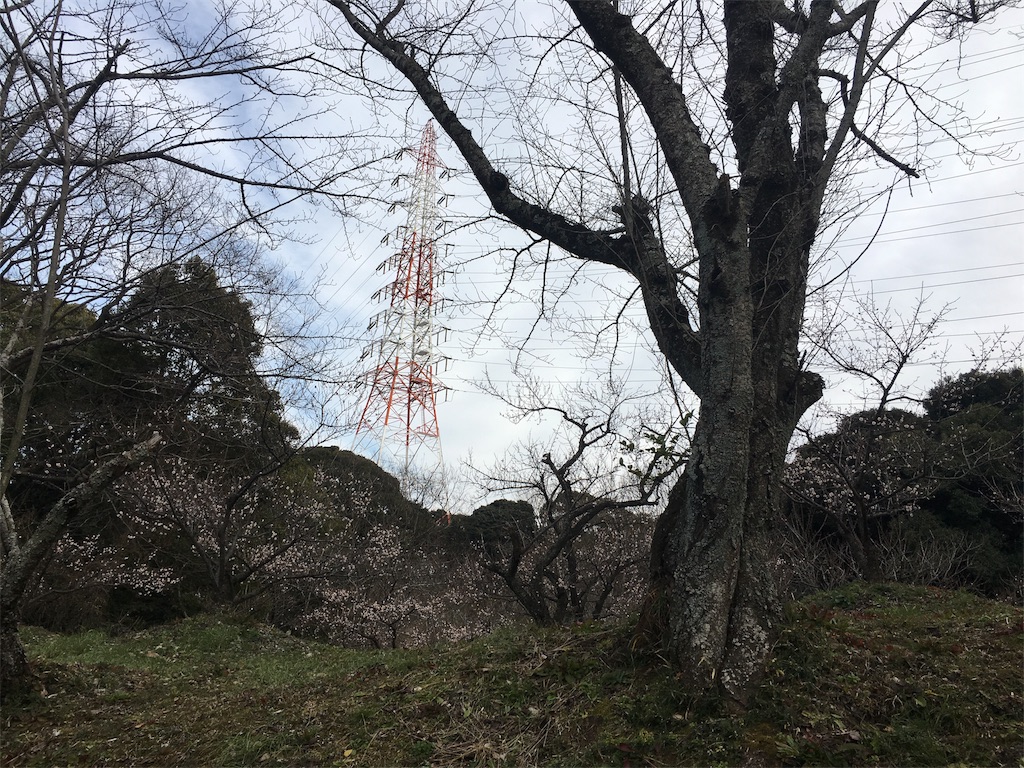 f:id:tosakacika:20190306192705j:image