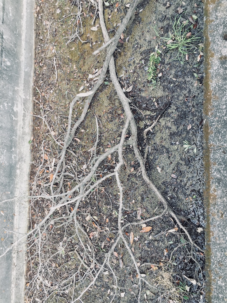 f:id:tosakacika:20190311071057j:image