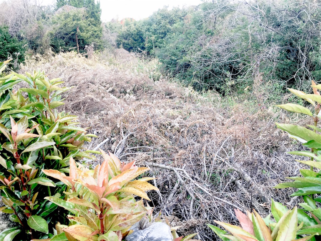 f:id:tosakacika:20190311072113j:image