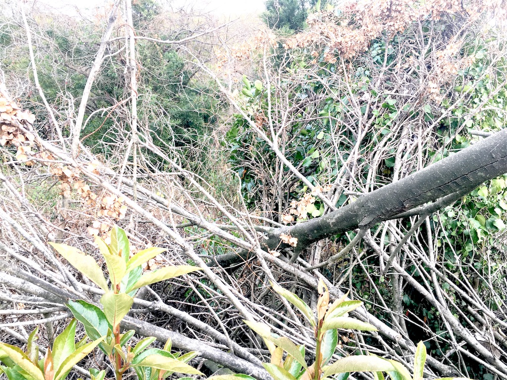 f:id:tosakacika:20190311072118j:image