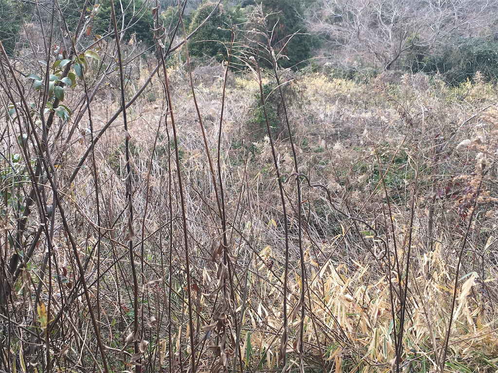 f:id:tosakacika:20190311072121j:image