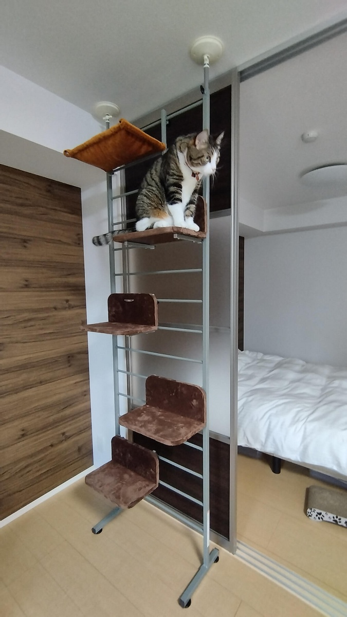 ボンビアルコン キャットウォーク