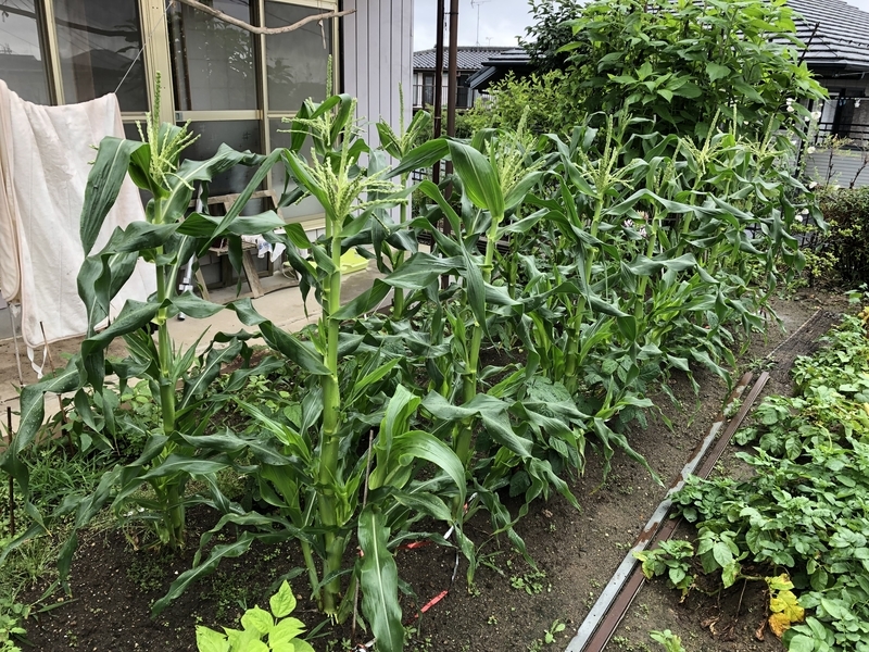 f:id:tosei0128:20190902232503j:plain:w600