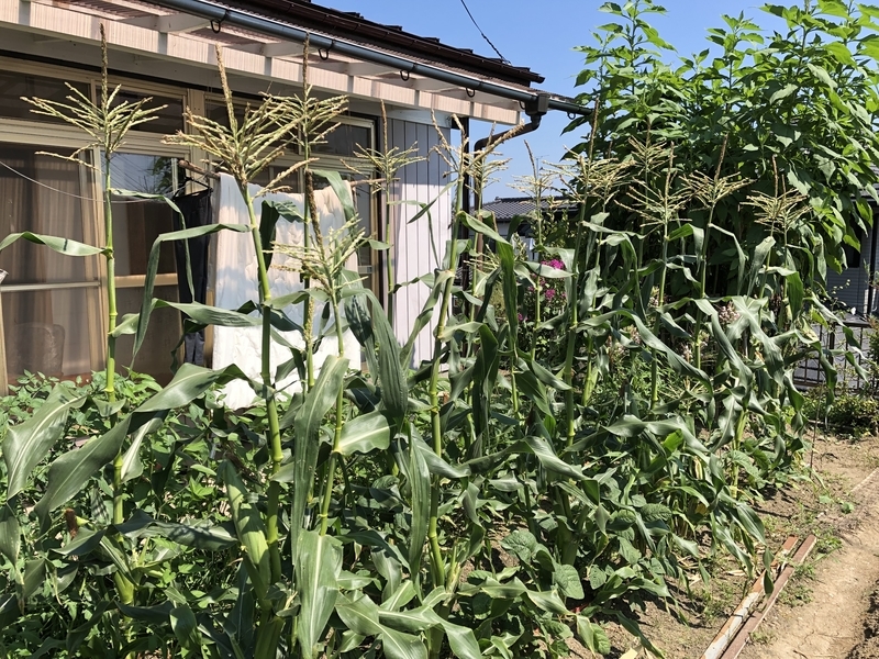 f:id:tosei0128:20190902234352j:plain:w600