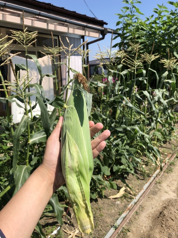 f:id:tosei0128:20190903000532j:plain:w600