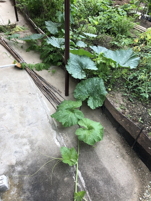 f:id:tosei0128:20190907190557j:plain:w600