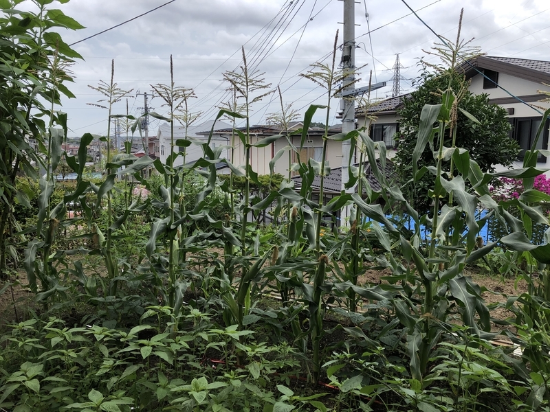 f:id:tosei0128:20190907190704j:plain:w600