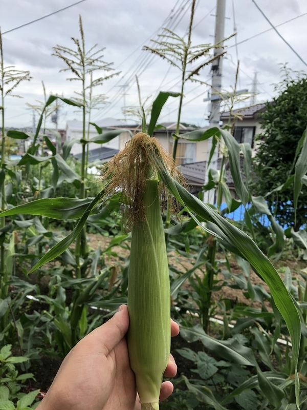 f:id:tosei0128:20190907190858j:plain:w600