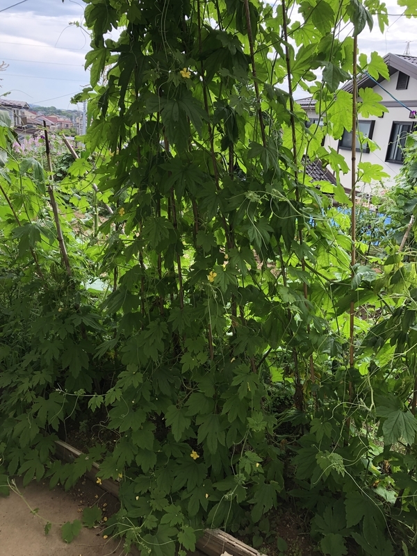 f:id:tosei0128:20190908185746j:plain:w600