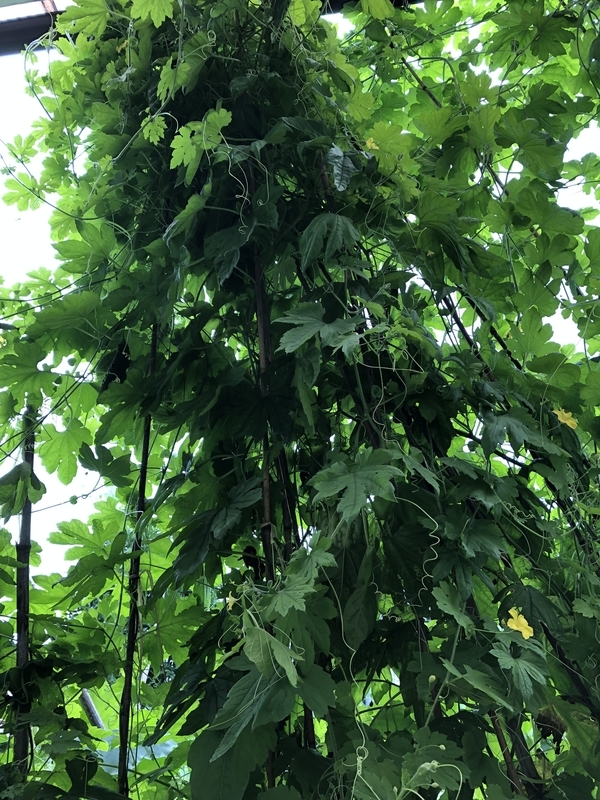 f:id:tosei0128:20190908190149j:plain:w600