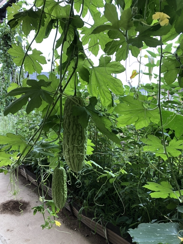 f:id:tosei0128:20190908193618j:plain:w600