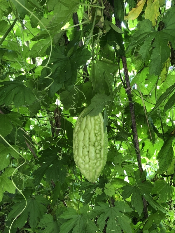 f:id:tosei0128:20190915230917j:plain:w300