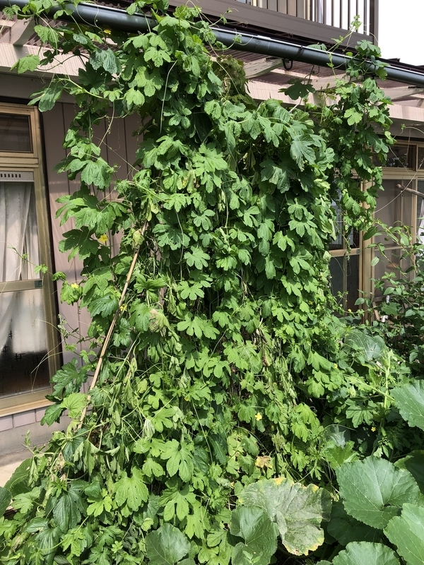 f:id:tosei0128:20190916095709j:plain:w600