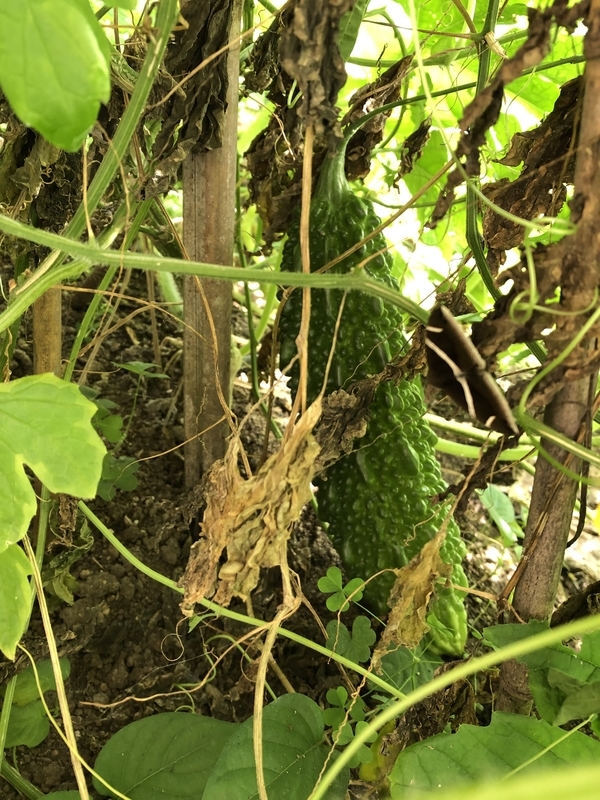 f:id:tosei0128:20190916095930j:plain:w300