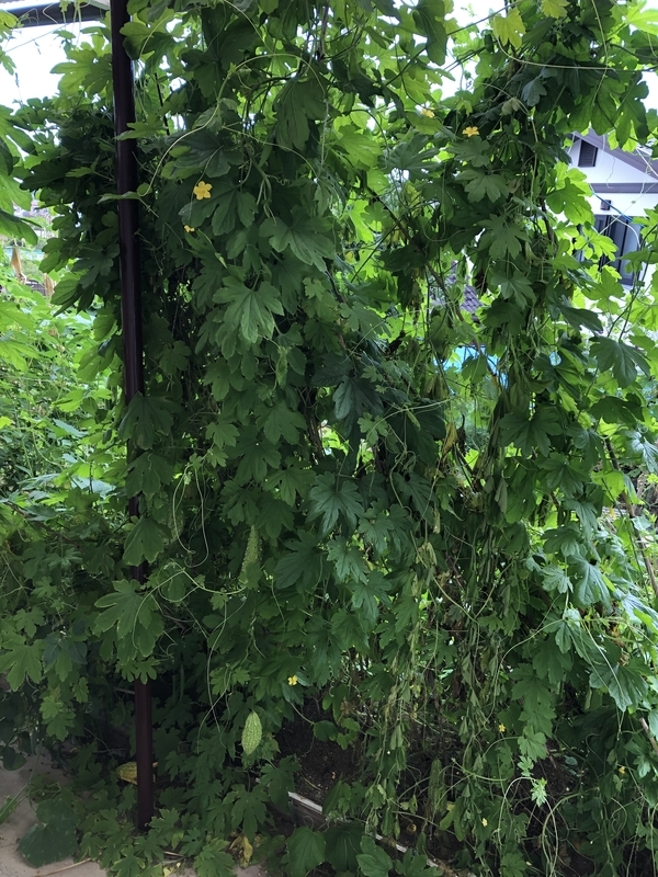 f:id:tosei0128:20190916100135j:plain:w300