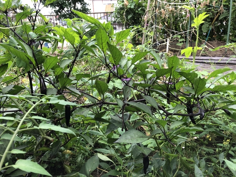 f:id:tosei0128:20191006110358j:plain:w600