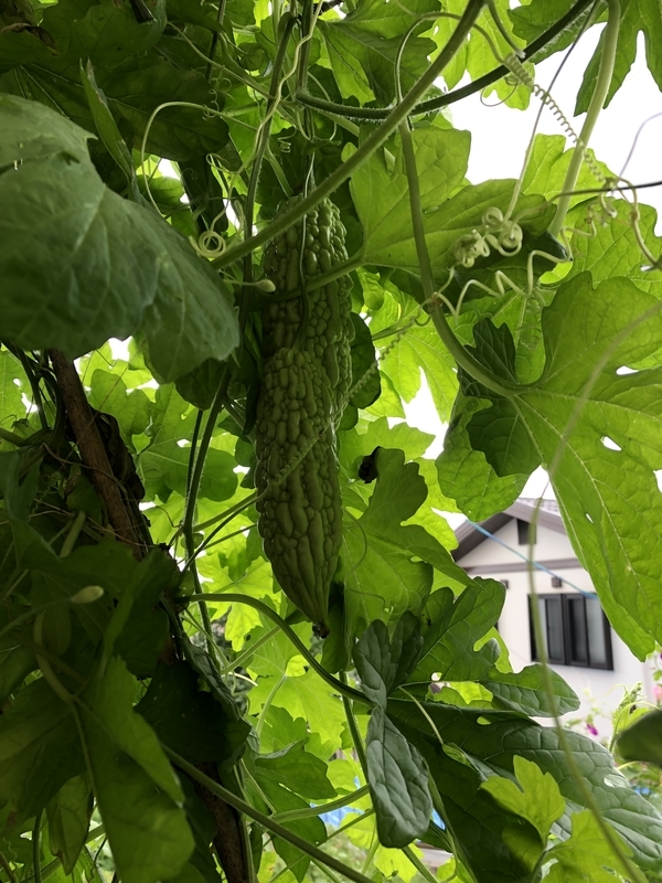 f:id:tosei0128:20191006110526j:plain:w300