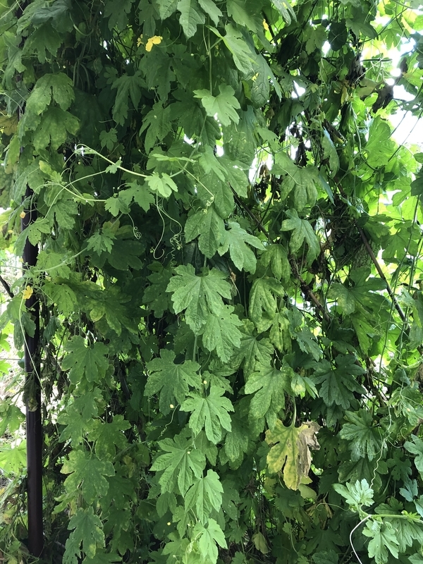 f:id:tosei0128:20191006110912j:plain:w600