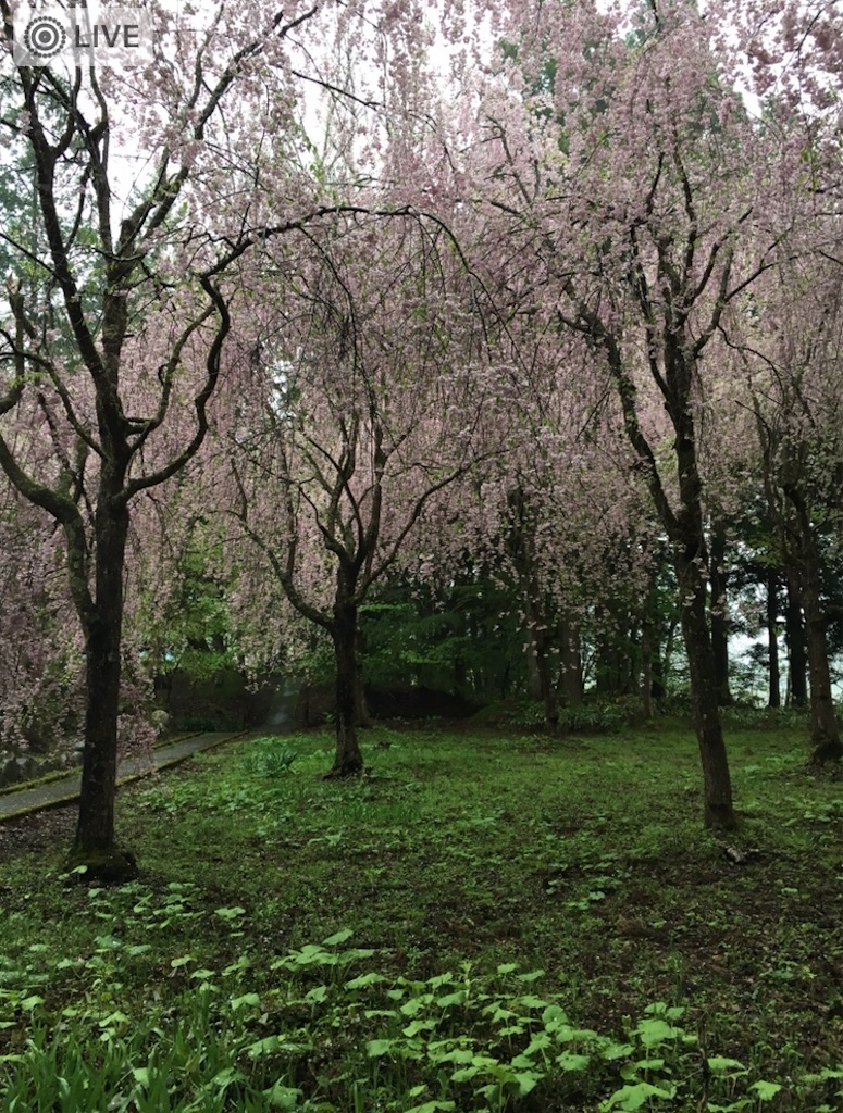 f:id:toshi-kuma25317:20180402104029j:image f:id:toshi-kuma25317:20180402104029j:image