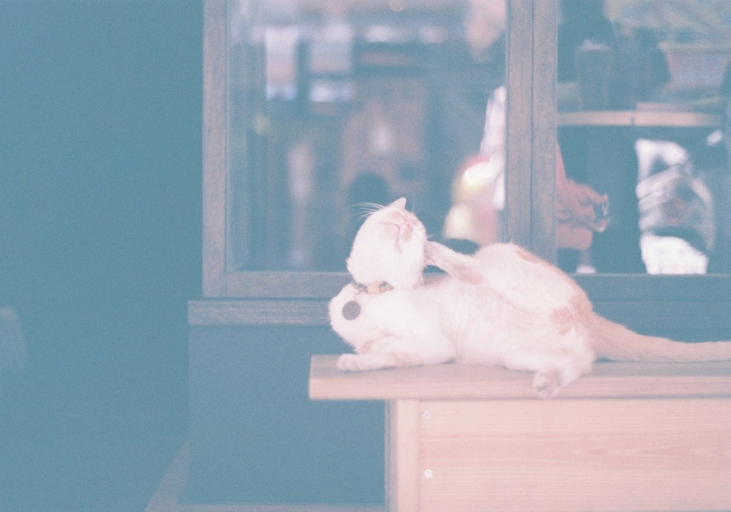 f:id:toshi0690:20190216225310j:plain