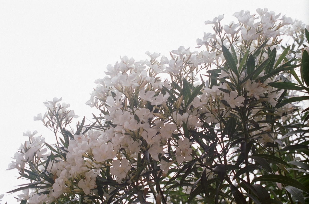 f:id:toshi0690:20190607221853j:plain